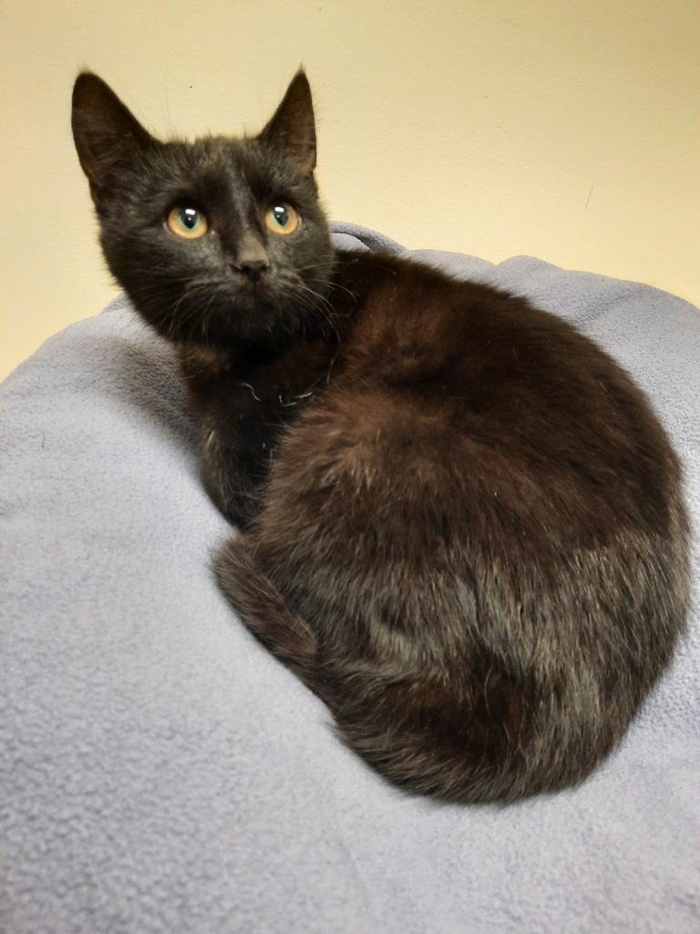 Sabrina