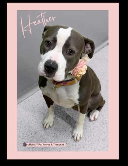 Heather, an adoptable Pit Bull Terrier, Mixed Breed in De Soto, IA, 50069 | Photo Image 1