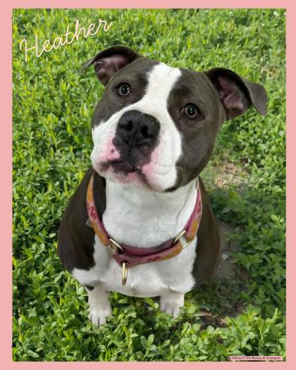 Heather, an adoptable Pit Bull Terrier, Mixed Breed in De Soto, IA, 50069 | Photo Image 1