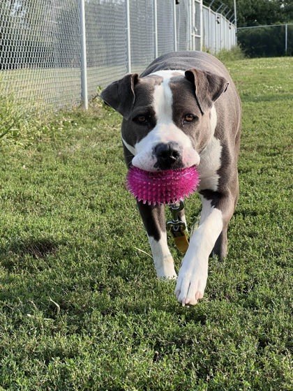 Heather, an adoptable Pit Bull Terrier, Mixed Breed in De Soto, IA, 50069 | Photo Image 2