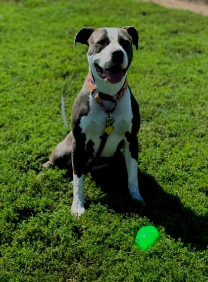 Heather, an adoptable Pit Bull Terrier, Mixed Breed in De Soto, IA, 50069 | Photo Image 3