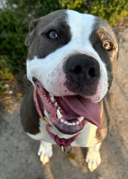 Heather, an adoptable Pit Bull Terrier, Mixed Breed in De Soto, IA, 50069 | Photo Image 3
