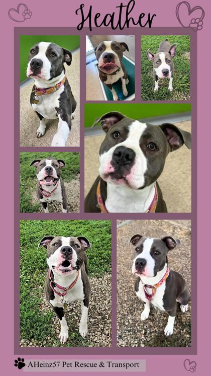 Heather, an adoptable Pit Bull Terrier, Mixed Breed in De Soto, IA, 50069 | Photo Image 3