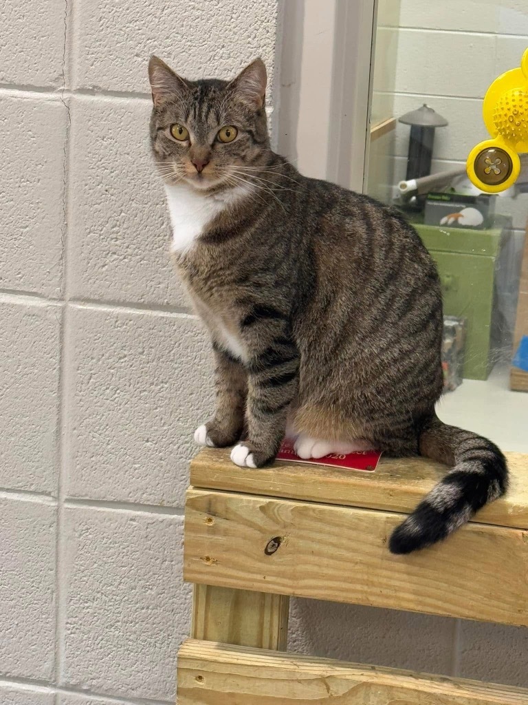 Miso