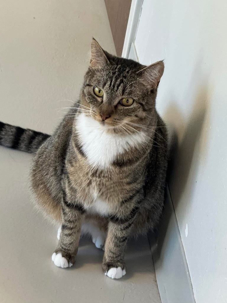 Miso