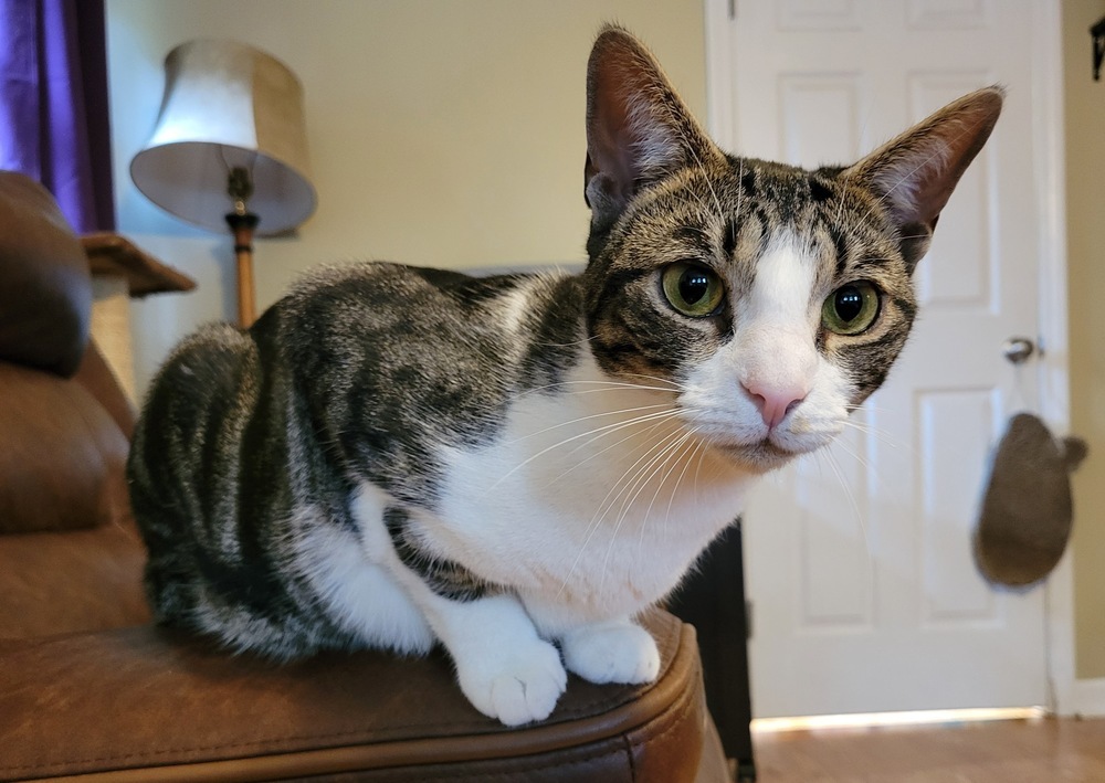 Artemis
