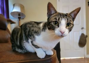 Artemis, Adult Female Tabby