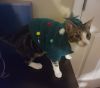 Artemis photo 3