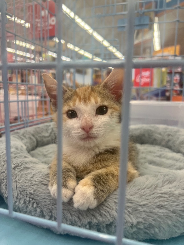 Raggedy Ann, an adoptable Domestic Short Hair in Gorham, ME, 04038 | Photo Image 2