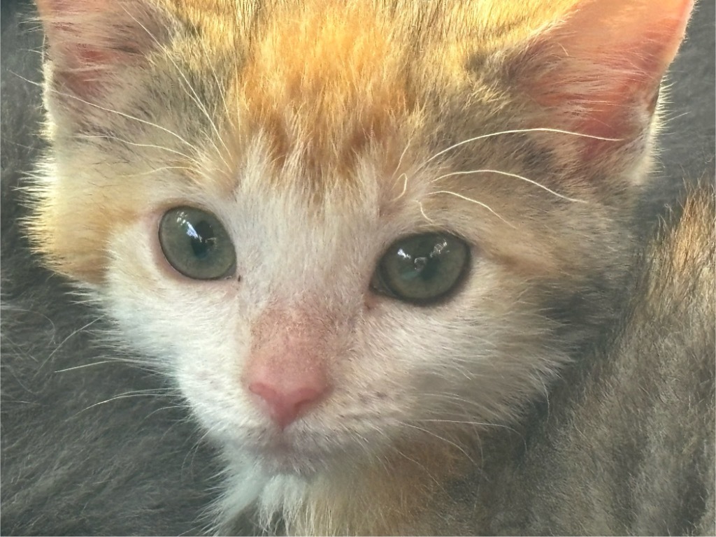 Raggedy Ann, an adoptable Domestic Short Hair in Gorham, ME, 04038 | Photo Image 3