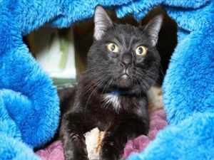 Pluto is well-named he is a truly out of this world velvety-black kitty with changeable golden haz