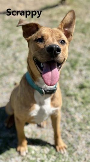 SCRAPPY Mixed Breed Dog