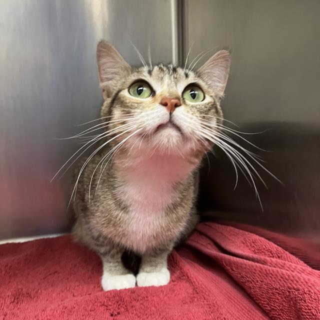 MOTHER GOOSE, an adoptable Domestic Short Hair in Santa Barbara, CA, 93111 | Photo Image 1