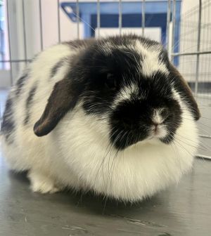 Sweet Pea and Chickpea are a darling pair of black and white buns These lovely ladies enjoy the fin