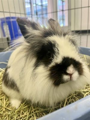 Sweetpea and Chickpea are a darling pair of black and white buns These lovely ladies enjoy the fine