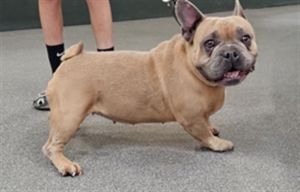 CHATA French Bulldog Dog