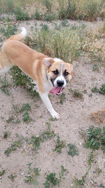 DUKE, an adoptable Border Collie in Casper, WY, 82601 | Photo Image 1