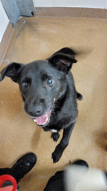 EDDIE, an adoptable German Shepherd Dog, Border Collie in Casper, WY, 82601 | Photo Image 1