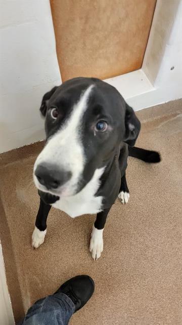 MONTY MOLE, an adoptable Labrador Retriever, Mixed Breed in Casper, WY, 82601 | Photo Image 1