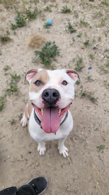 ROSALINA, an adoptable Pit Bull Terrier in Casper, WY, 82601 | Photo Image 1