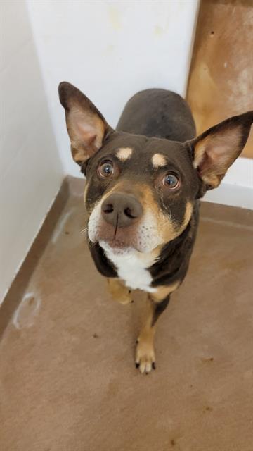 BOWSER, an adoptable Australian Kelpie in Casper, WY, 82601 | Photo Image 1