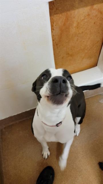 SAMIRA, an adoptable Boxer, Pit Bull Terrier in Casper, WY, 82601 | Photo Image 1