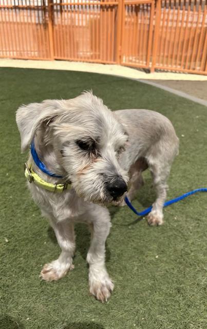 BISHOP, an adoptable Maltese in Las Vegas, NV, 89101 | Photo Image 1