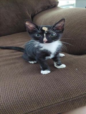 Hi My name is Vivace I am a super sweet and super playful kitten looking for my forever home I