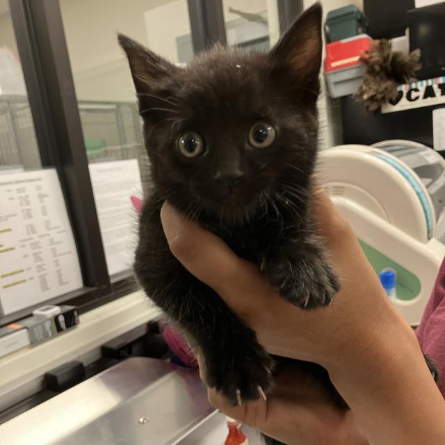 REBA, an adoptable Domestic Short Hair in Santa Maria, CA, 93455 | Photo Image 1