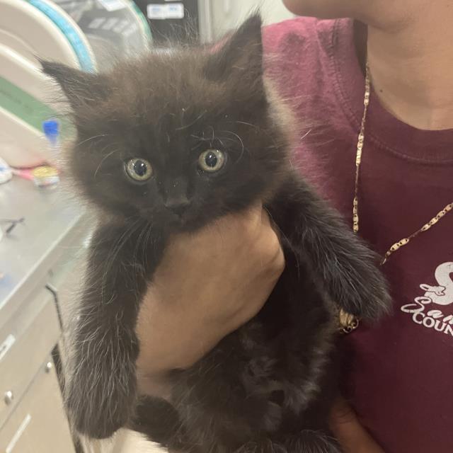 ROSIE, an adoptable Domestic Medium Hair in Santa Maria, CA, 93455 | Photo Image 1