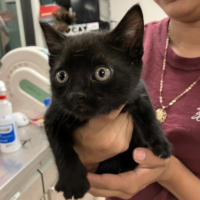 ROGER, an adoptable Domestic Short Hair in Santa Maria, CA, 93455 | Photo Image 1