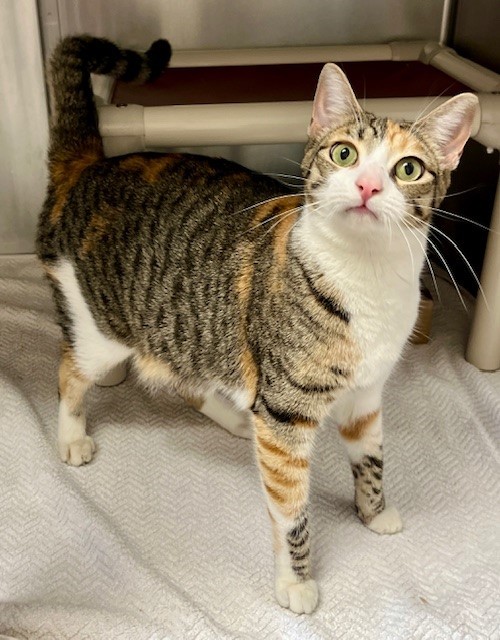 DAISY, an adoptable Domestic Short Hair in Santa Maria, CA, 93455 | Photo Image 1