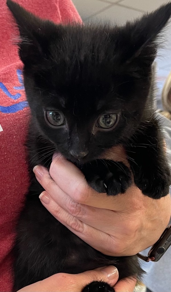 Thin Stuff, an adoptable Domestic Short Hair in Heber City, UT, 84032 | Photo Image 1