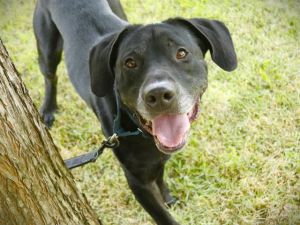 MOODY Labrador Retriever Dog