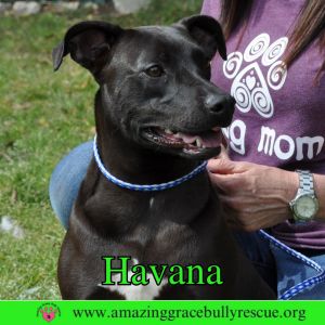 Havana aka Bamie, Young Female unknown