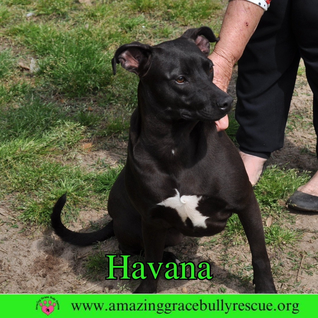 Havana