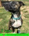 Lizzo photo 2