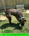 Lizzo photo 3