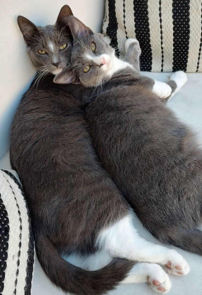 Starsky & Hutch, an adoptable Tuxedo, Domestic Short Hair in San Luis Obispo, CA, 93406 | Photo Image 1