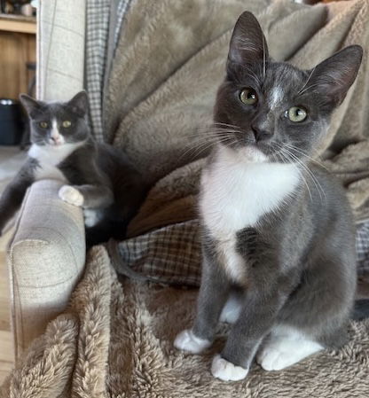 Starsky & Hutch, an adoptable Tuxedo, Domestic Short Hair in San Luis Obispo, CA, 93406 | Photo Image 2