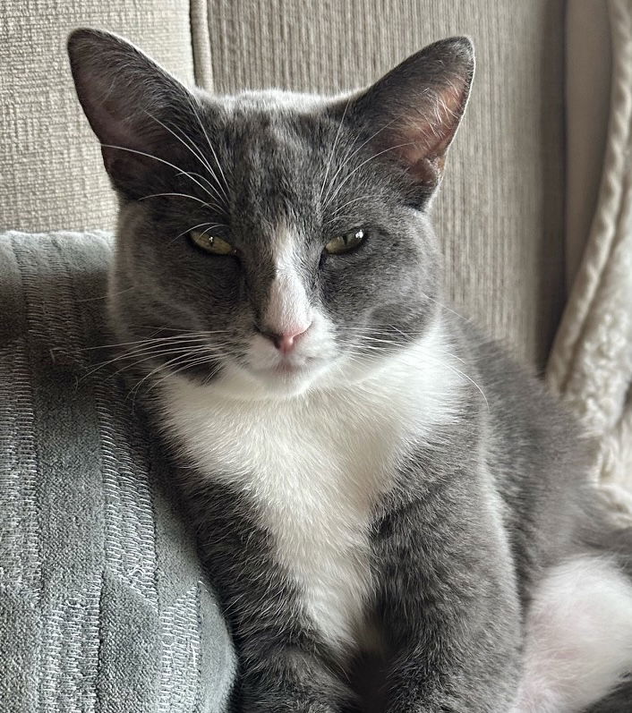 Starsky & Hutch, an adoptable Tuxedo, Domestic Short Hair in San Luis Obispo, CA, 93406 | Photo Image 3