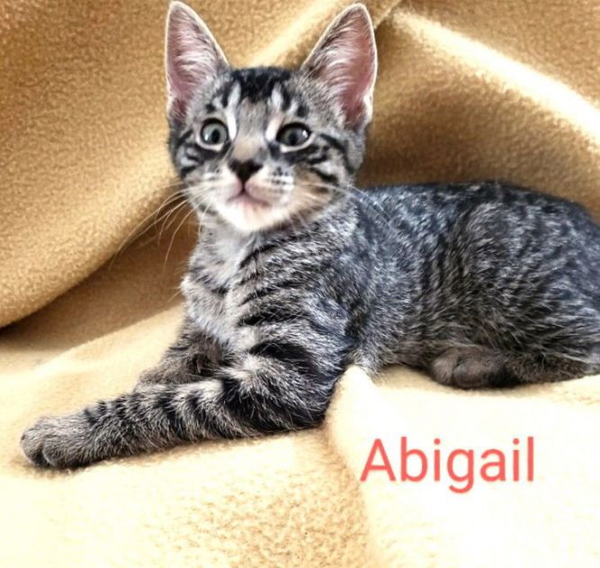 Abigail