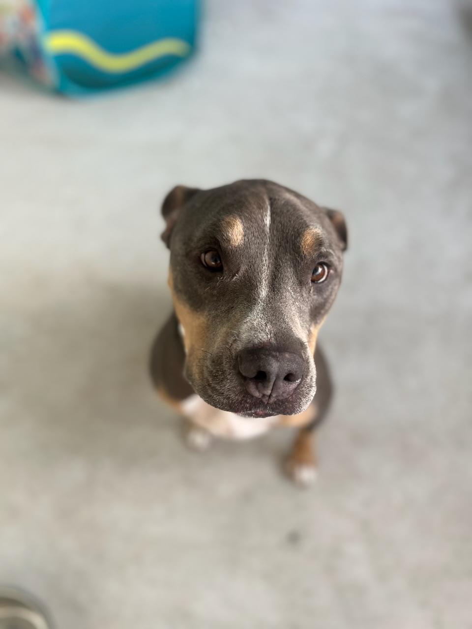 Hydro, an adoptable Pit Bull Terrier in Key Largo, FL, 33037 | Photo Image 1