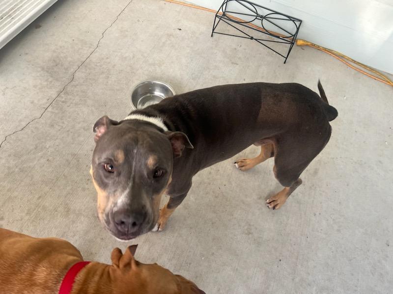 Hydro, an adoptable Pit Bull Terrier in Key Largo, FL, 33037 | Photo Image 2