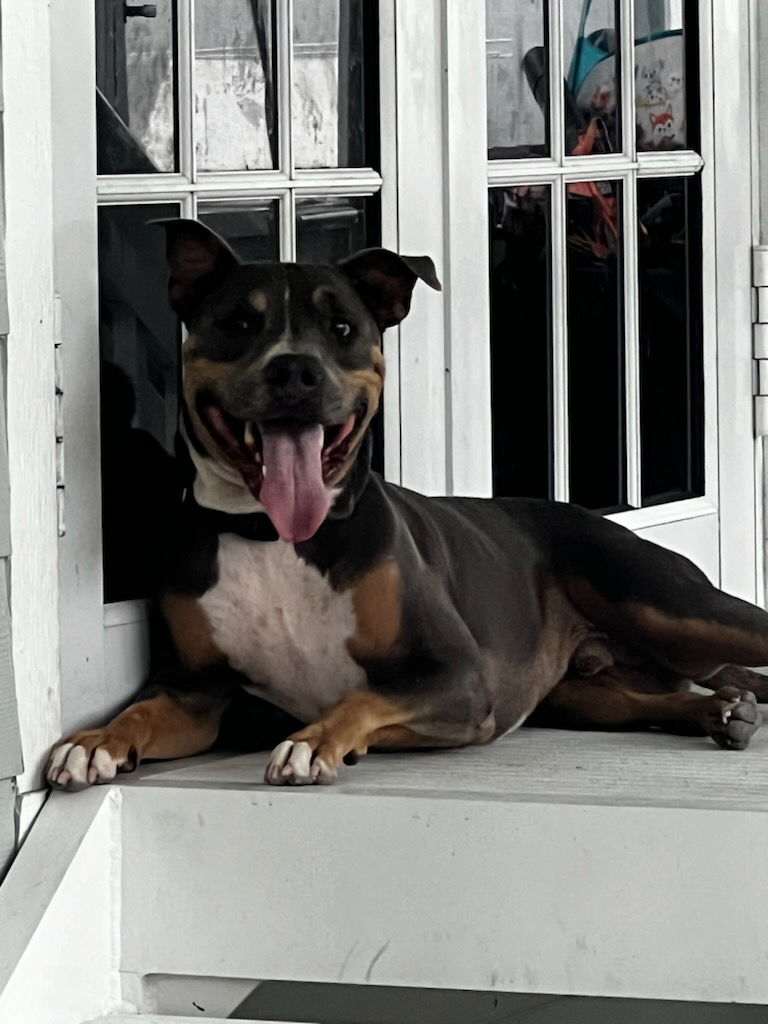 Hydro, an adoptable Pit Bull Terrier in Key Largo, FL, 33037 | Photo Image 3