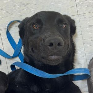 Jack, Young Male Black Labrador Retriever