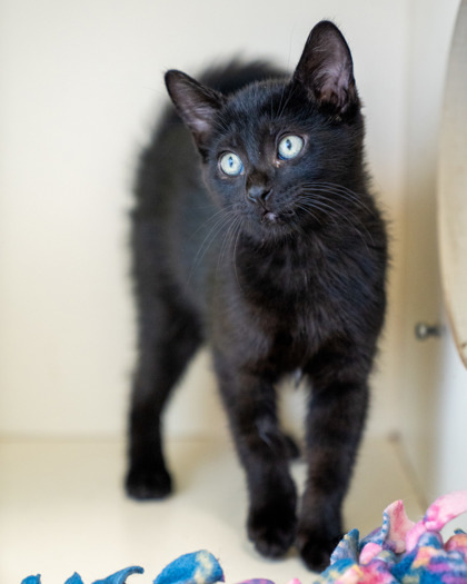 Big, an adoptable Domestic Short Hair in Pequot Lakes, MN, 56472 | Photo Image 1