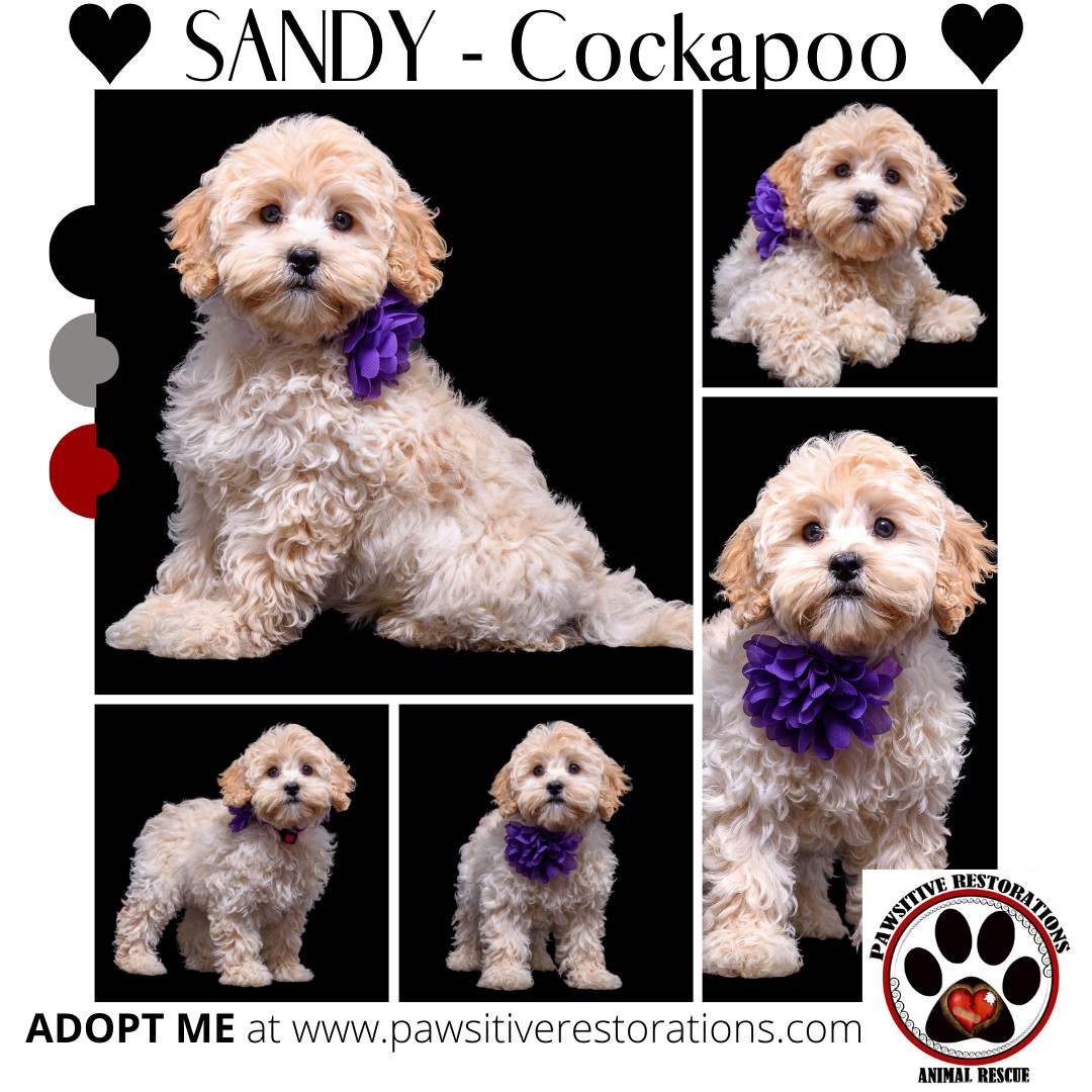 SANDY, an adoptable Cockapoo in Aurora, CO, 80016 | Photo Image 2