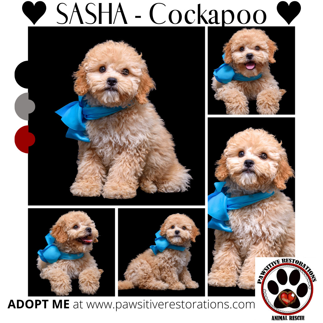 SASHA, an adoptable Cockapoo in Aurora, CO, 80016 | Photo Image 2