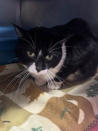 Shachi, an adoptable Domestic Short Hair in Rhinelander, WI, 54501 | Photo Image 1